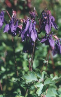 Aquilegia vulgaris - Akelei