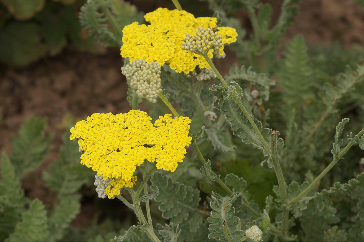 Achillea Clypeolata-Hybr. 'Moonshine'
