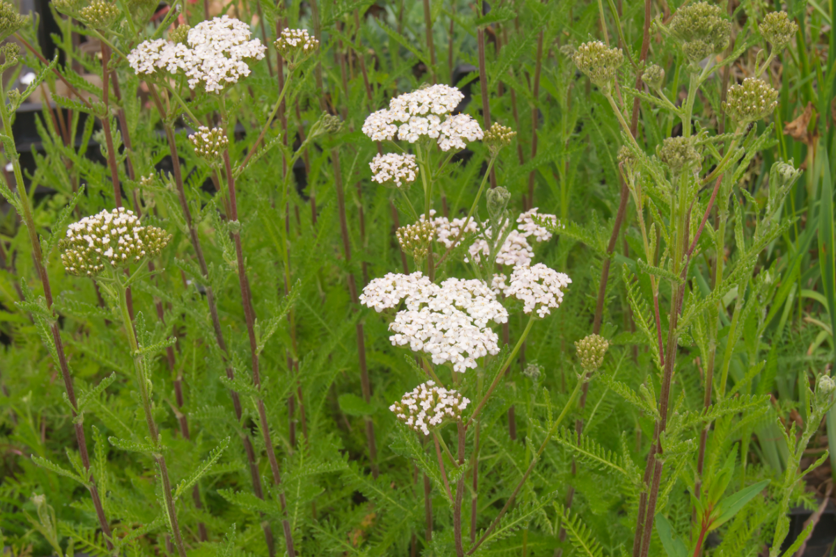 Achillea millefolium 'White Beauty' - Schafgarbe
