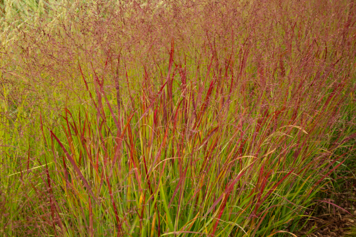 Panicum virgatum 'Shenandoah' - Rutenhirse, Kupferhirse