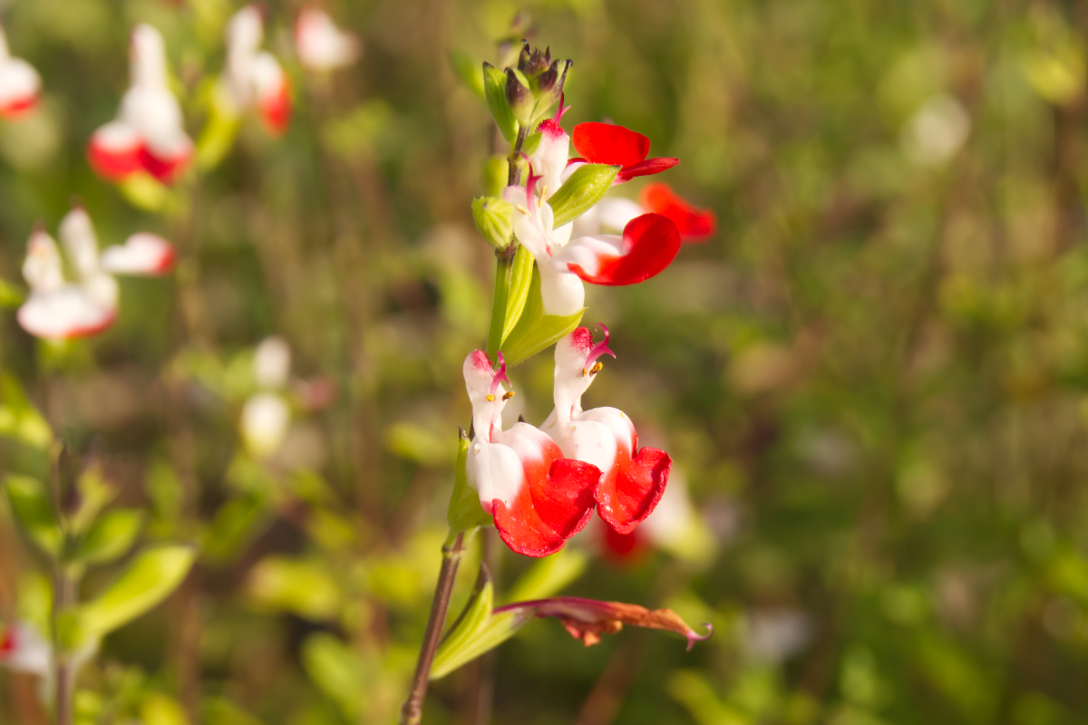 Salvia microphylla 'Hot Lips'