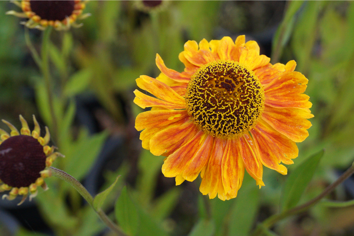 Helenium Hybride 'Wyndley'