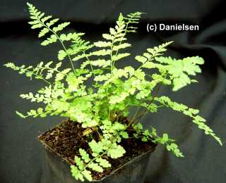 Cystopteris fragilis gen.