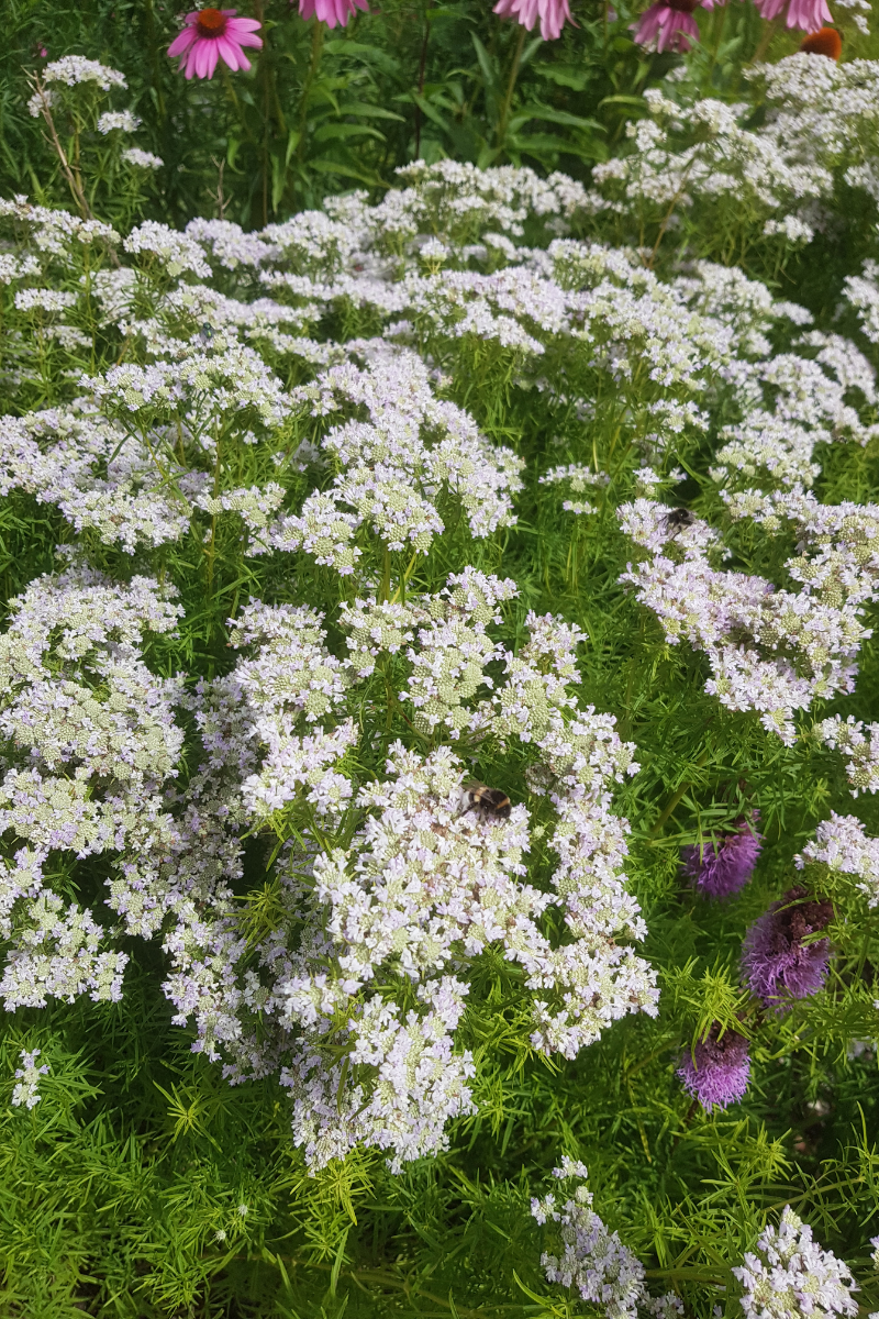 Pycnanthemum tenuifolium (flexuosum)