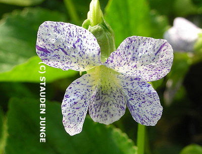 Viola sororia 'Freckles'