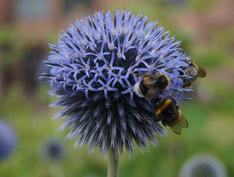Echinops ritro - Kugeldistel