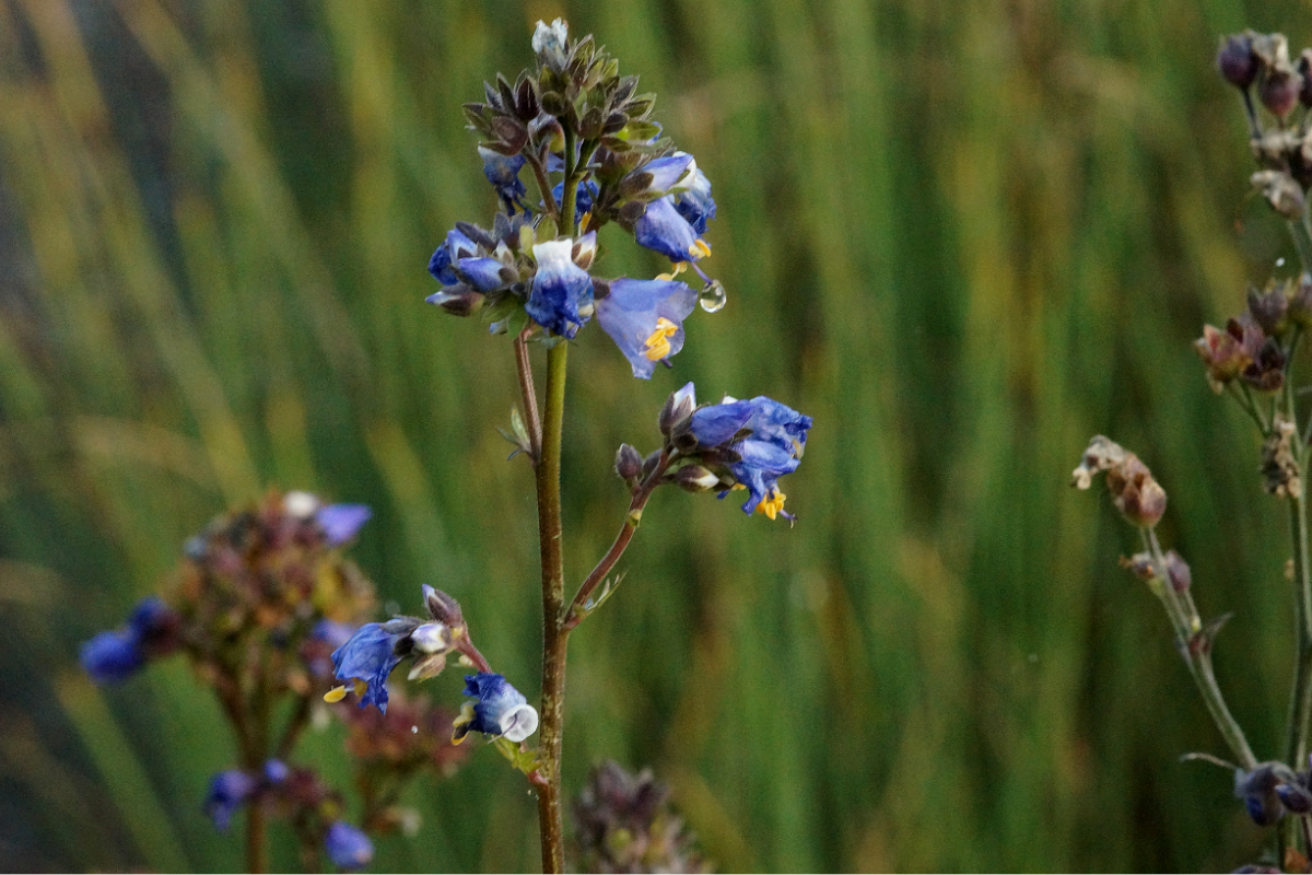 Polemonium yezoense 'Purple Rain Strain'