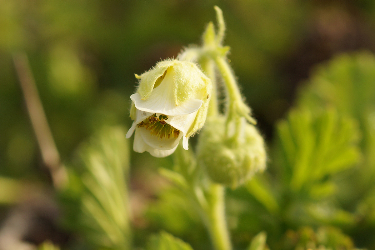 Geum rivale 'Album'