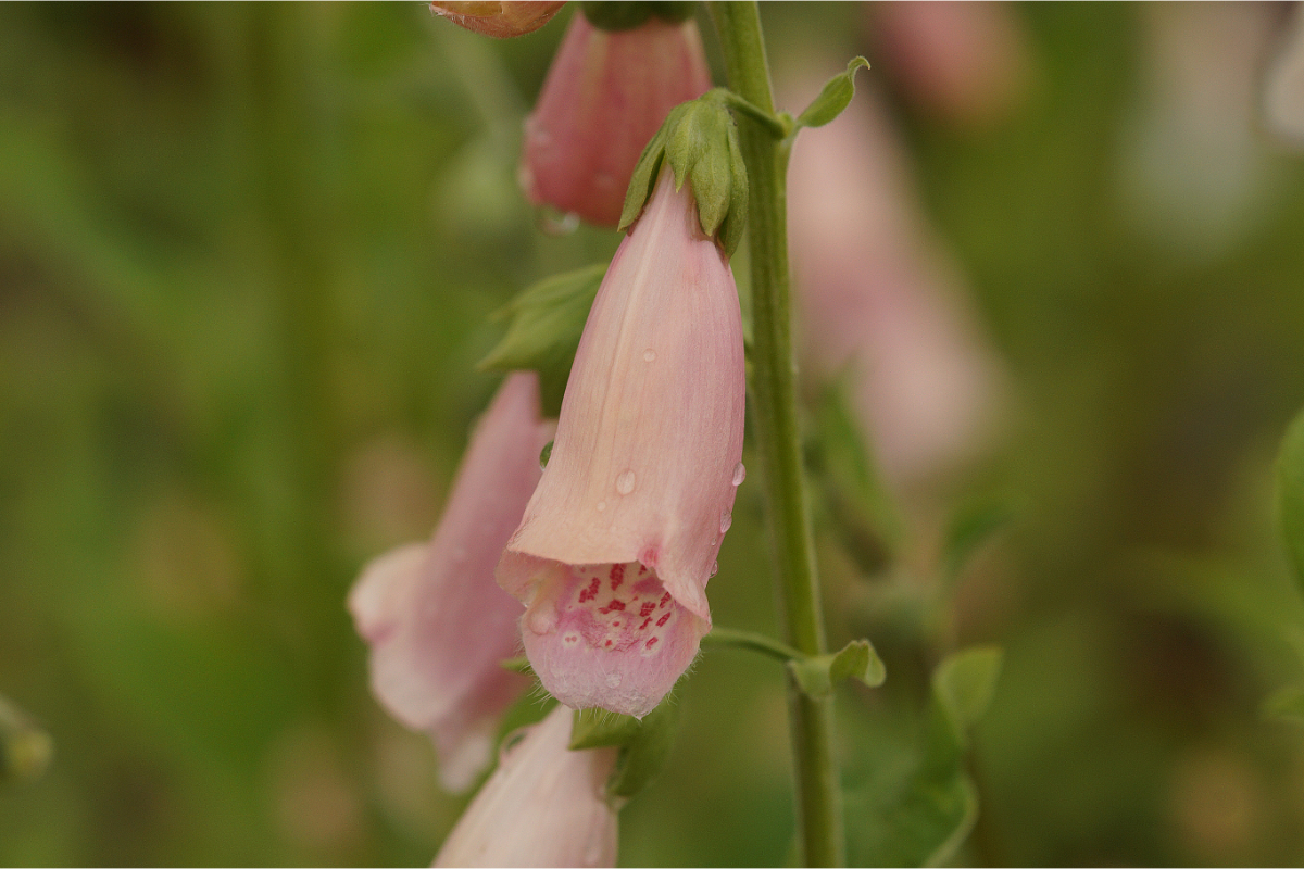 Digitalis purpurea 'Apricot' - Garten-Fingerhut