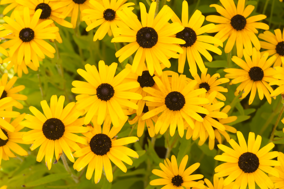 Rudbeckia fulgida var.speciosa