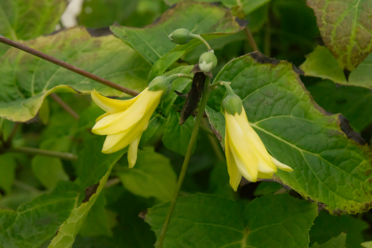 Kirengeshoma palmata - Wachsglocke