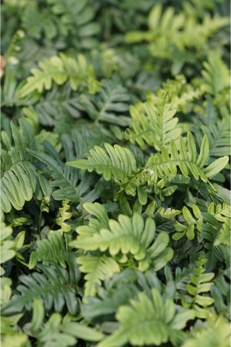 Polypodium vulgare gen.