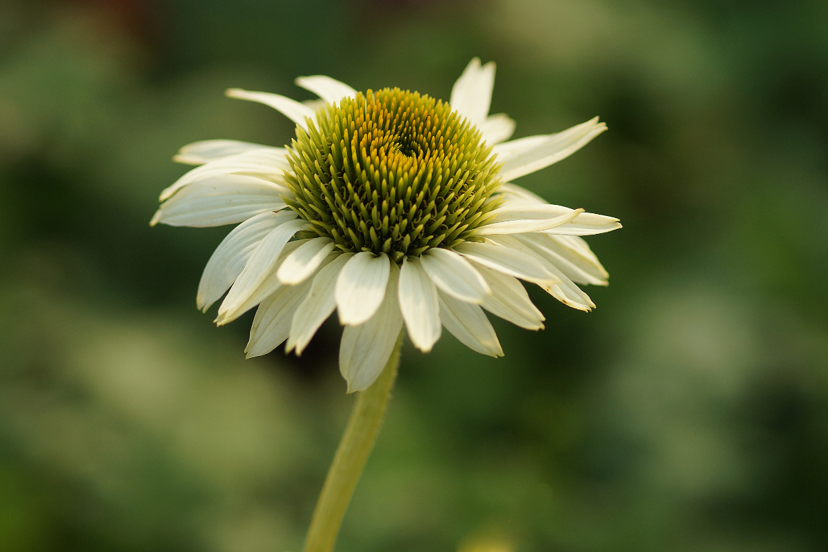 Echinacea purpurea 'Virgin' (R)