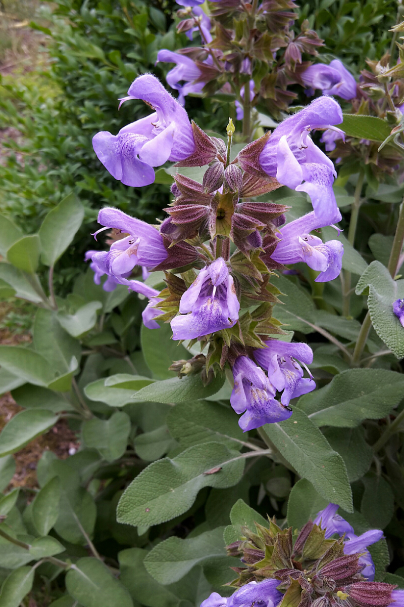 Salvia officinalis 'Berggarten' - Salbei
