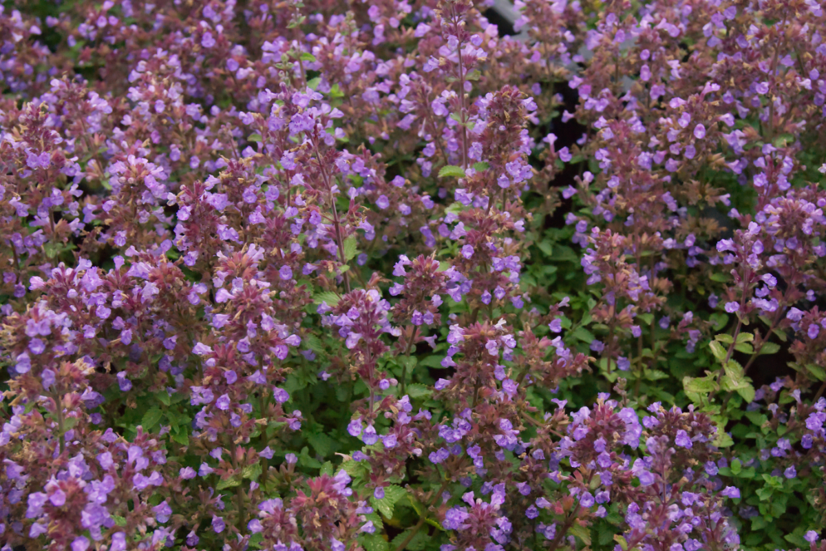 Nepeta x faassenii 'Purrsian Blue' (R)  - Katzenminze