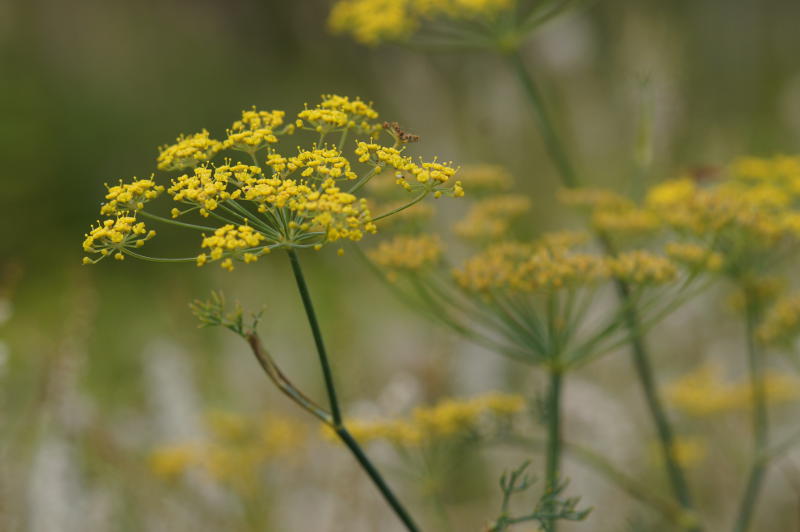 Foeniculum vulgare