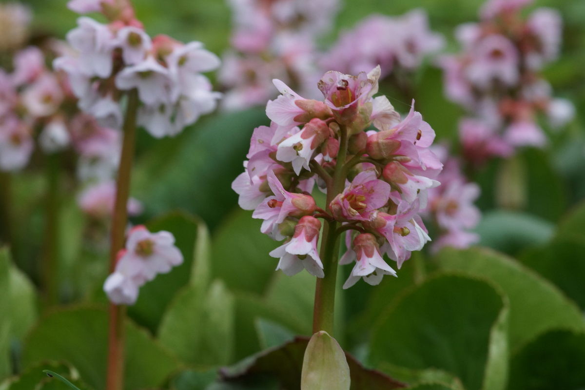Bergenia Hybride 'Baby Doll' - Bergenie
