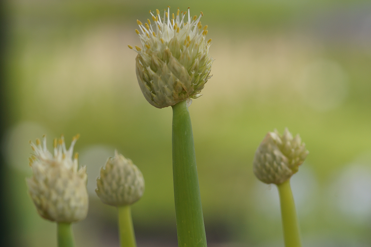 Allium fistulosum - Winter-Heckenzwiebel