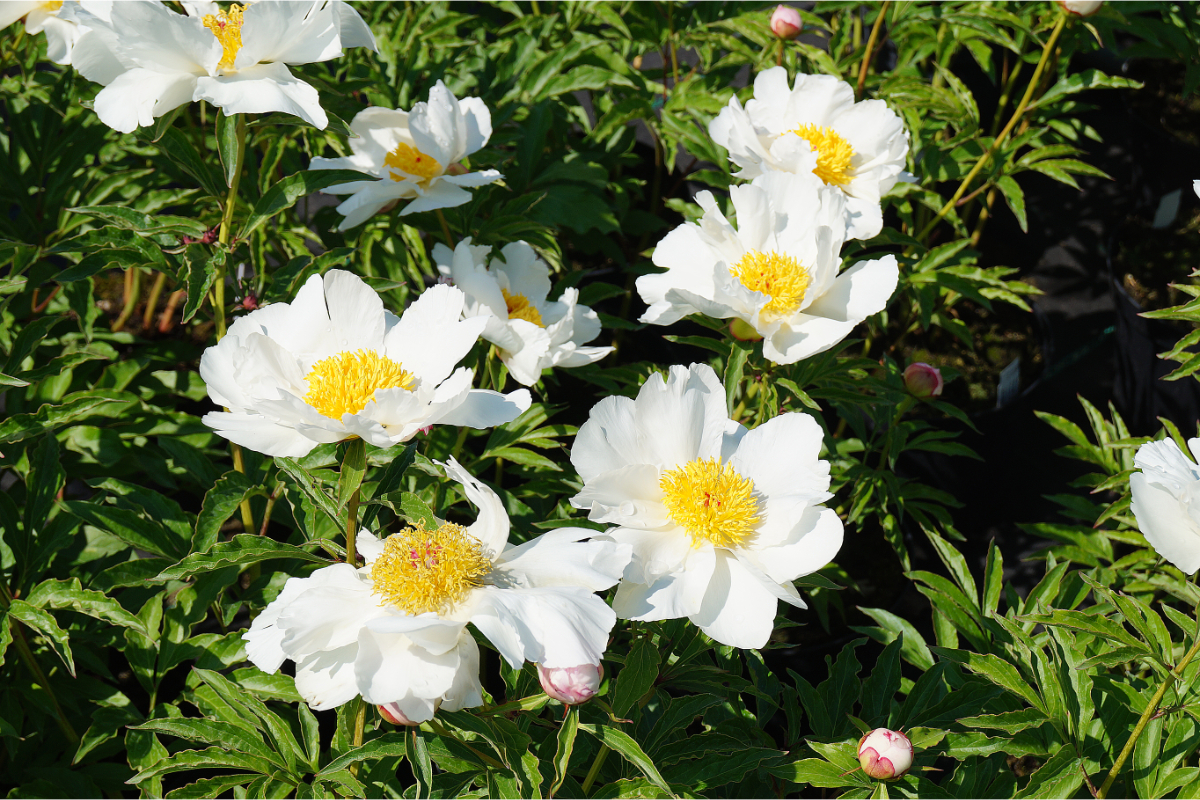 Paeonia Lactiflora-Hybr. 'White Wings'