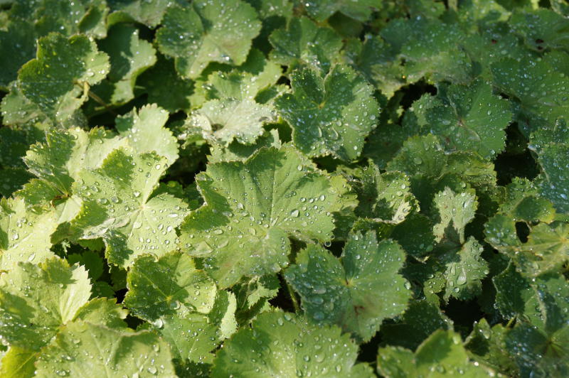 Alchemilla mollis