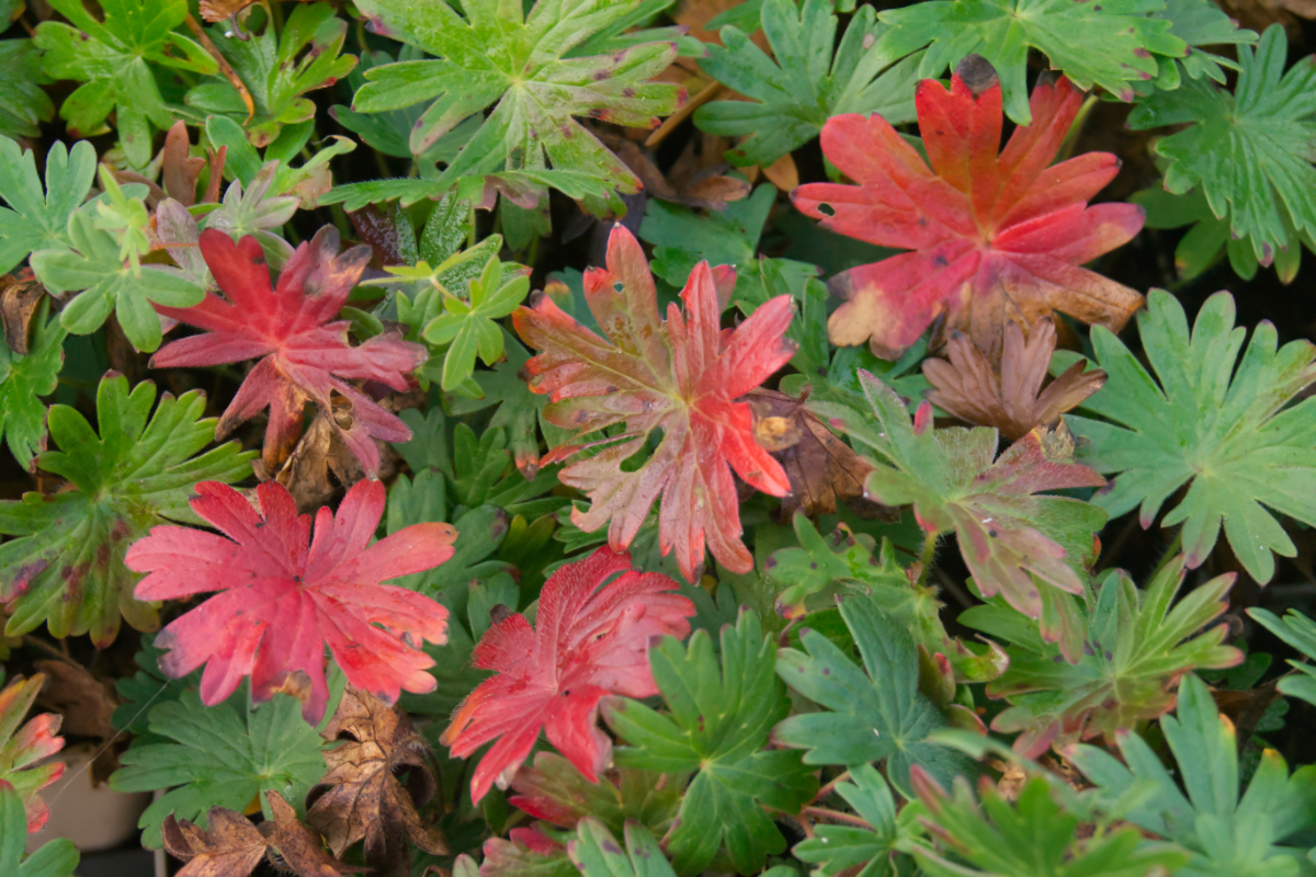 Geranium sanguineum