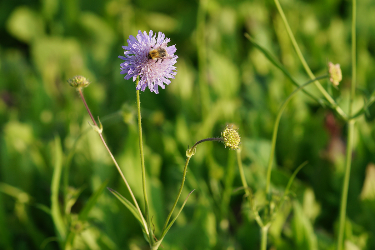 Knautia arvensis