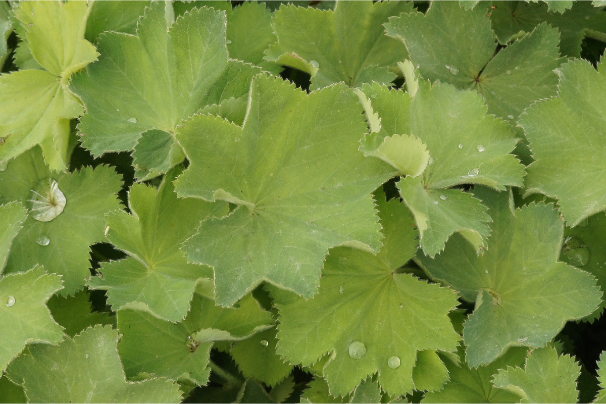 Alchemilla mollis - Weicher Frauenmantel