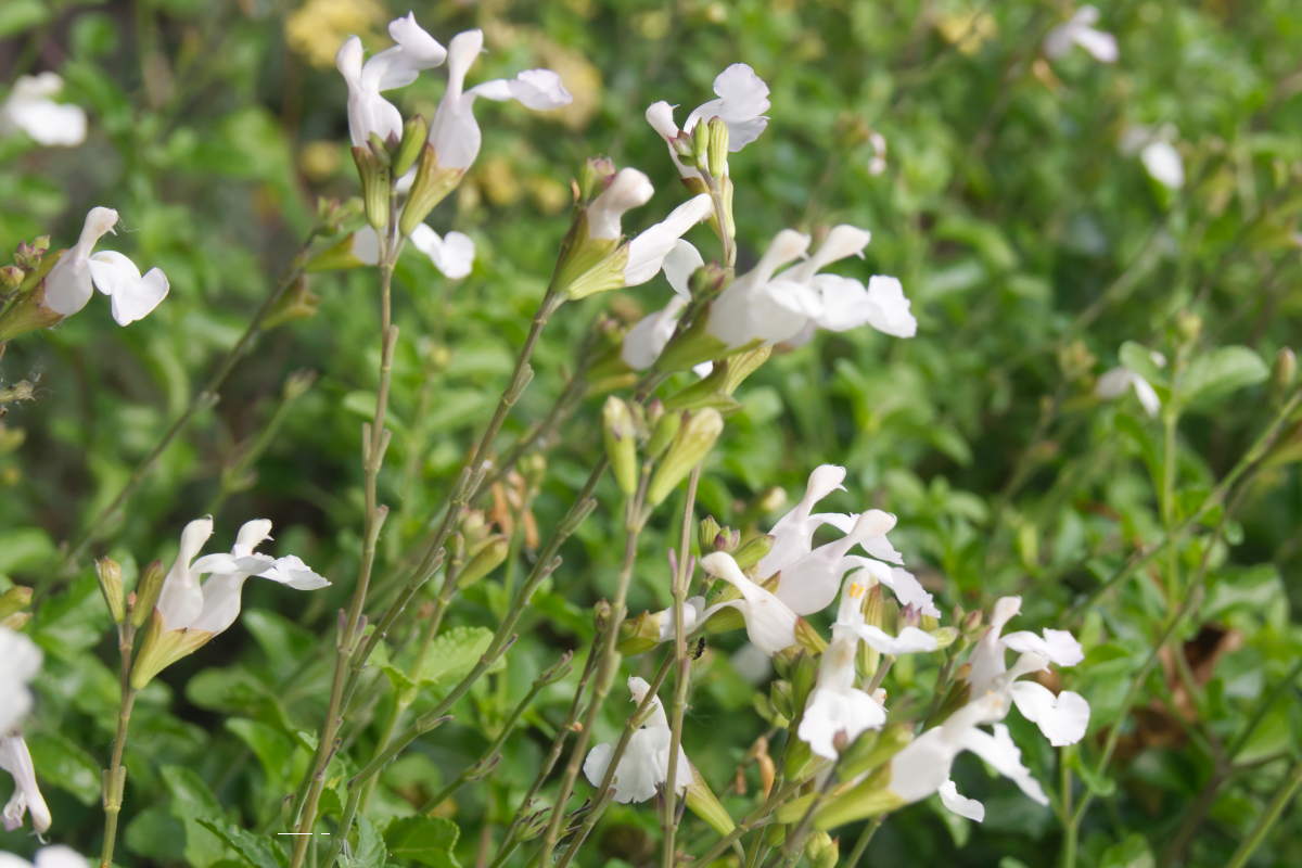 Salvia microphylla 'Gletsjer'