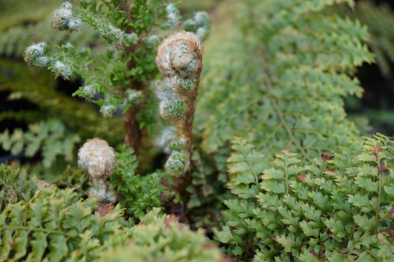 Polystichum setiferum 'Plumosum Densum' veg. - Flaumfederfarn