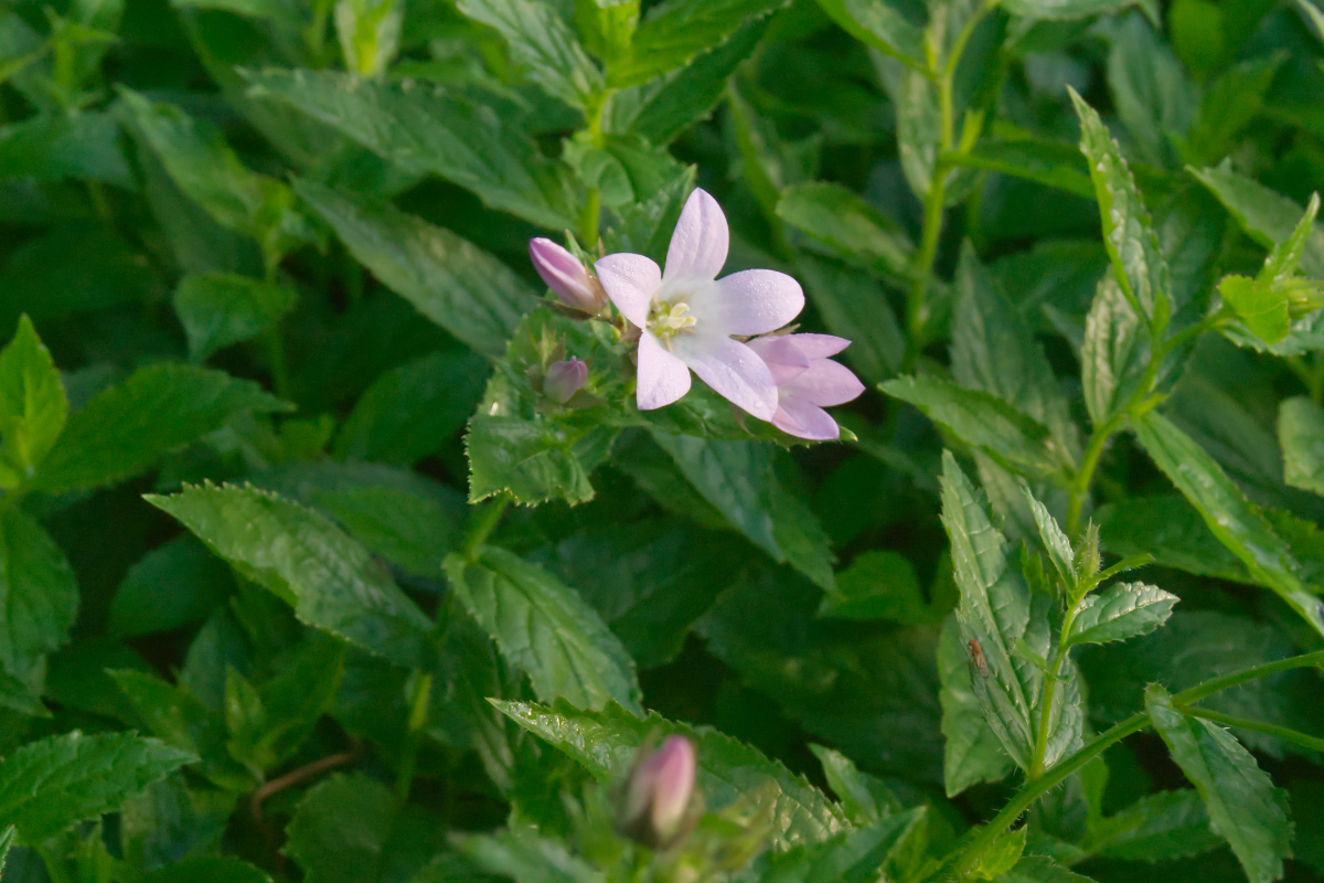 Campanula lactiflora 'Loddon Anne'