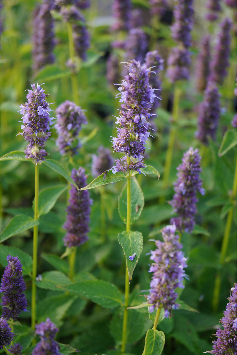 Agastache Rugosa-Hybr. 'Blue Fortune'