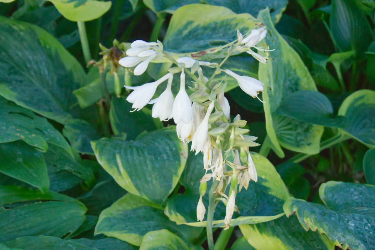 Hosta sieboldiana 'Frances Williams'