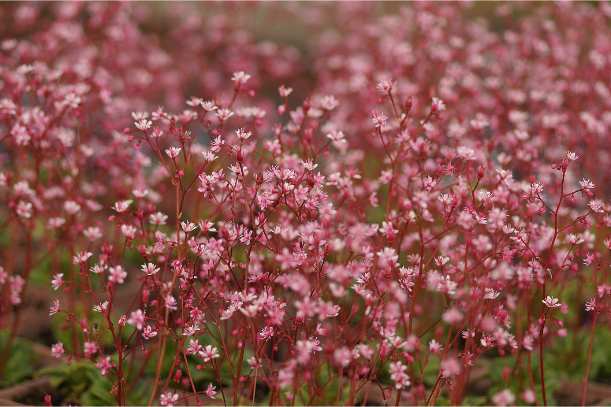 Saxifraga x urbium 'Clarence Elliott' - Porzellanblümchen, Jehovablümchen