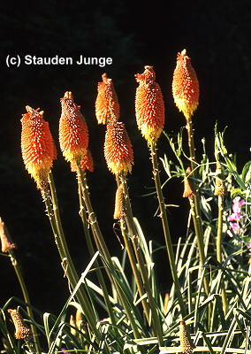 Kniphofia praecox (uvaria 'Grandiflora')
