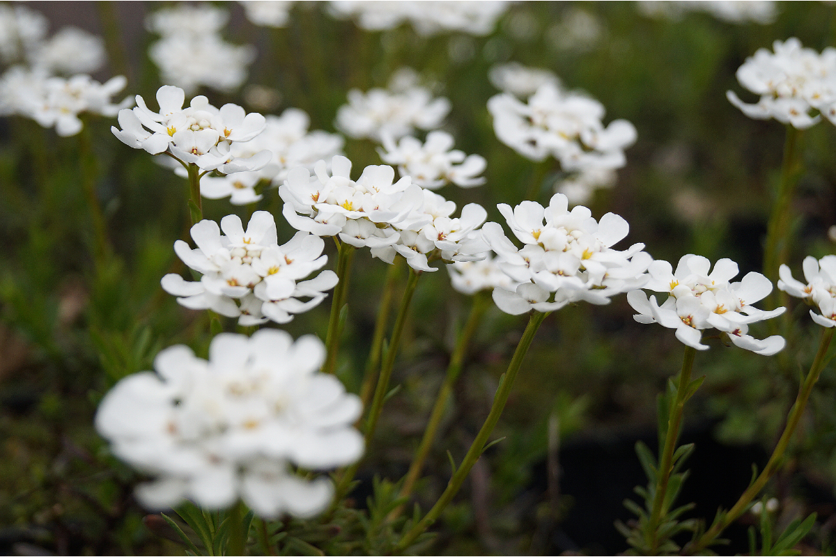 Iberis sempervirens 'Fischbeck'