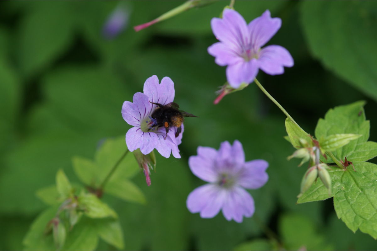 geranium_nodosum_04