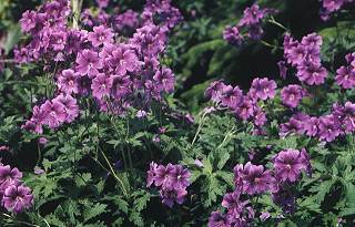 Geranium magnificum