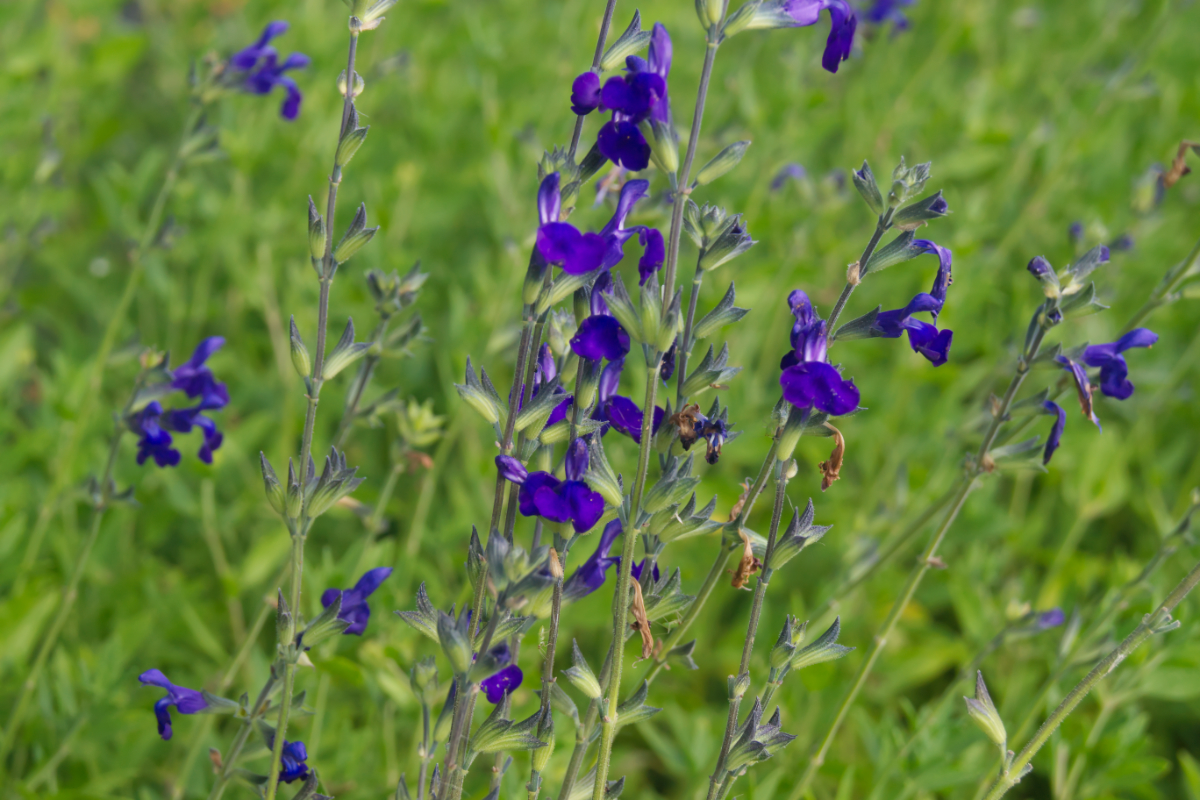 Salvia microphylla 'Blue Monrovia'