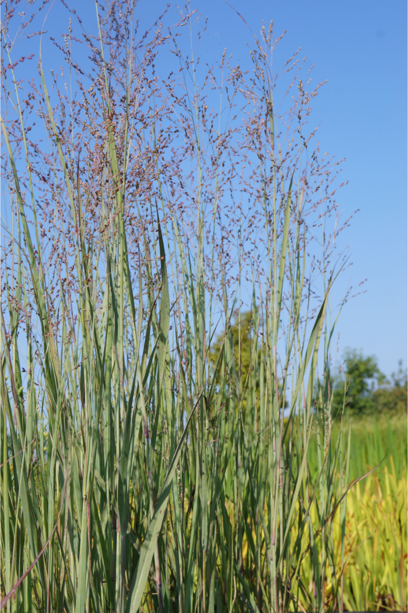 Panicum virgatum 'Heavy Metal'