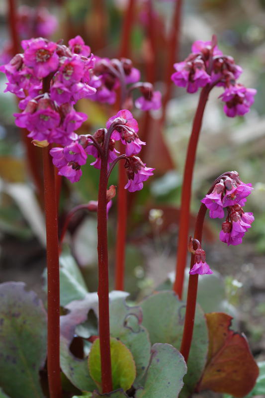 Bergenia Hybride 'Eroica'