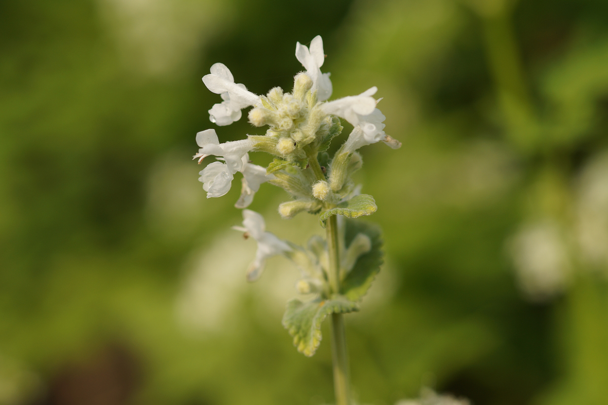 Nepeta racemosa 'Snowflake'
