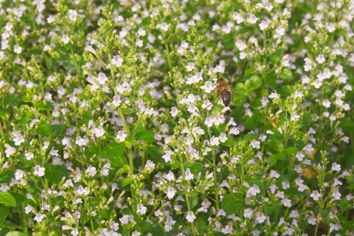 Calamintha nepeta 'Triumphator'