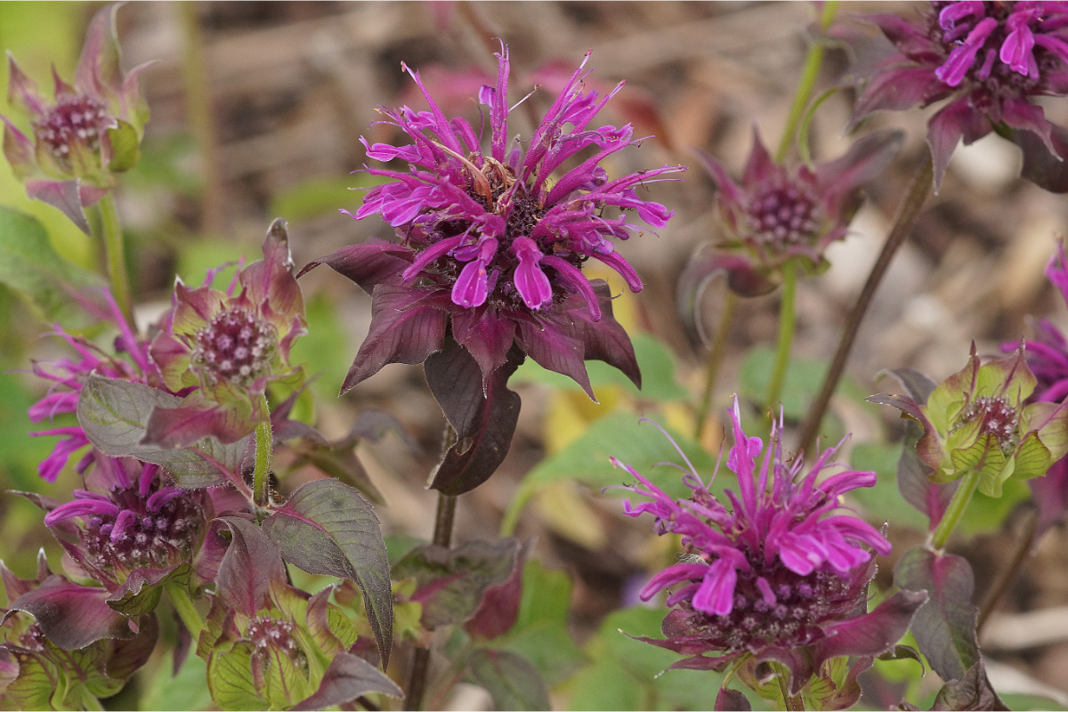 Monarda Fistulosa-Hybr. 'Scorpion' - Indianernessel