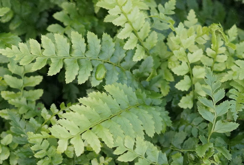 Polystichum aculeatum gen.