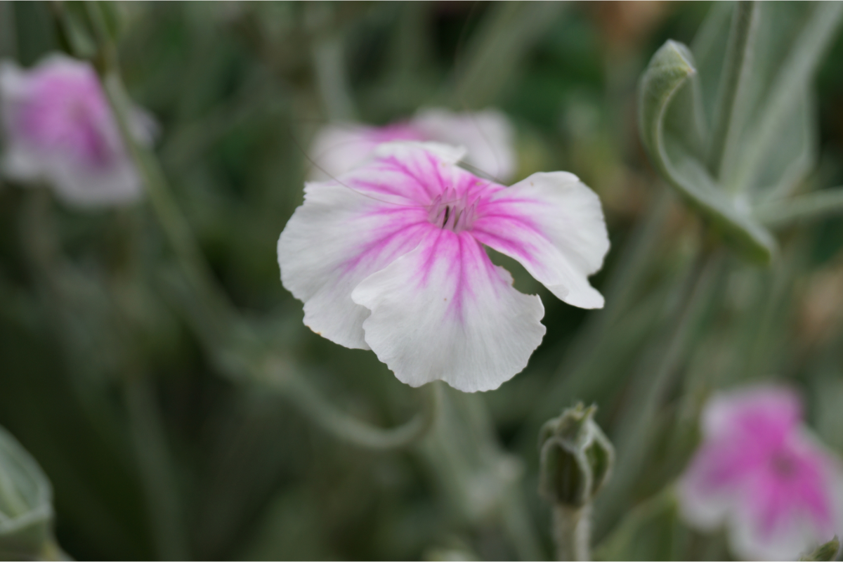 lychnis_coronaria_oculata_02