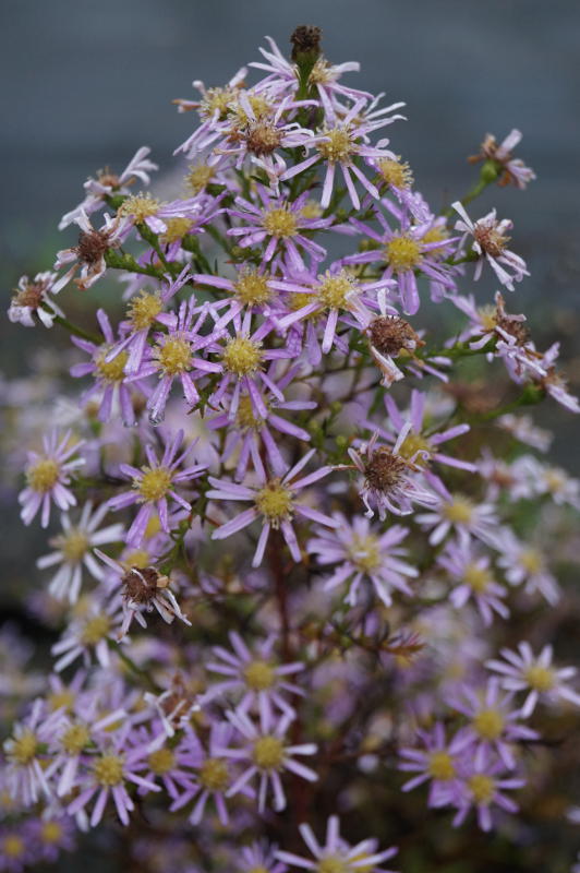 Aster pringlei 'Pink Star' - Myrtenaster, Septemberkraut