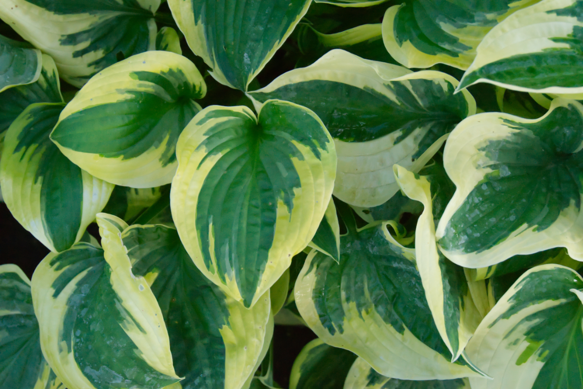 Hosta Hybride 'Wide Brim'