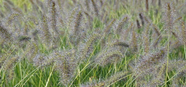 Pennisetum_Hameln