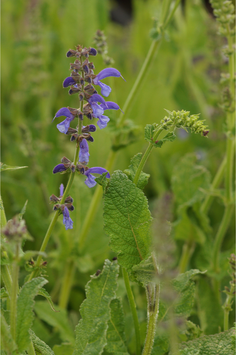 Salvia pratensis - Wiesen-Salbei