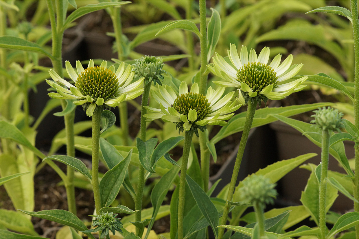 Echinacea purpurea 'Green Jewel'(R)